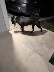Found/Stray Unknown Dog last seen Alan B Shepard Middle School, San Antonio, TX 78242
