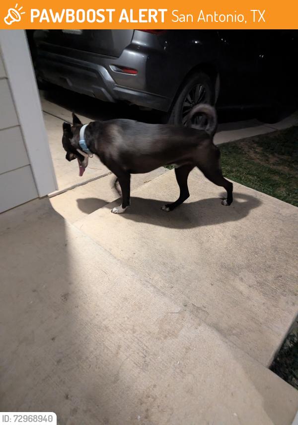 Found/Stray Unknown Dog last seen Alan B Shepard Middle School, San Antonio, TX 78242