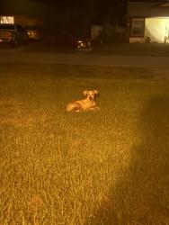 Found/Stray Unknown Dog last seen Tarpon & Picnic , Port Charlotte, FL 33948