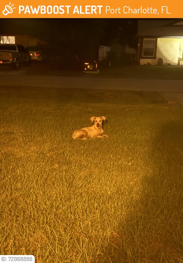 Found/Stray Unknown Dog last seen Tarpon & Picnic , Port Charlotte, FL 33948