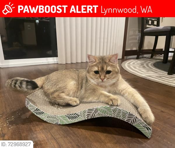 Lost Male Cat last seen 206th Pl sw in lynnwood, Lynnwood, WA 98036
