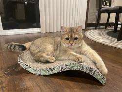 Lost Male Cat last seen 206th Pl sw in lynnwood, Lynnwood, WA 98036