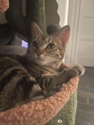 Reunited Female Cat last seen Empresa, Cerrito, Alamanda, Mission Viejo, CA 92691