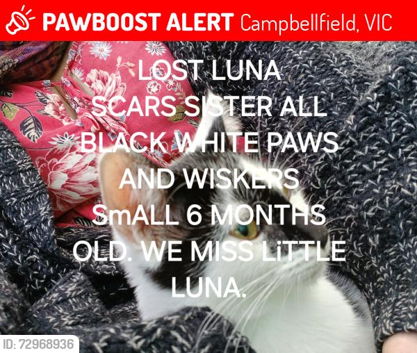 Lost Female Cat last seen Near church st campbellfield 3061, Campbellfield, VIC 3061