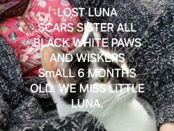 Lost Female Cat last seen Near church st campbellfield 3061, Campbellfield, VIC 3061