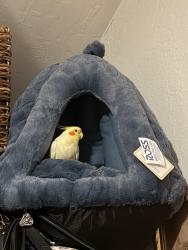 Lost Male Bird last seen Almaden Expressway , San Jose, CA 95136