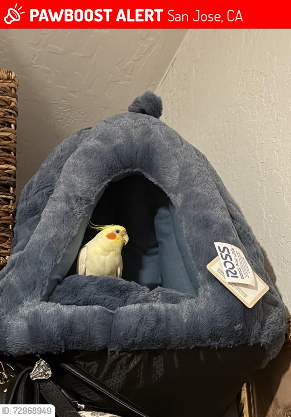 Lost Male Bird last seen Almaden Expressway , San Jose, CA 95136