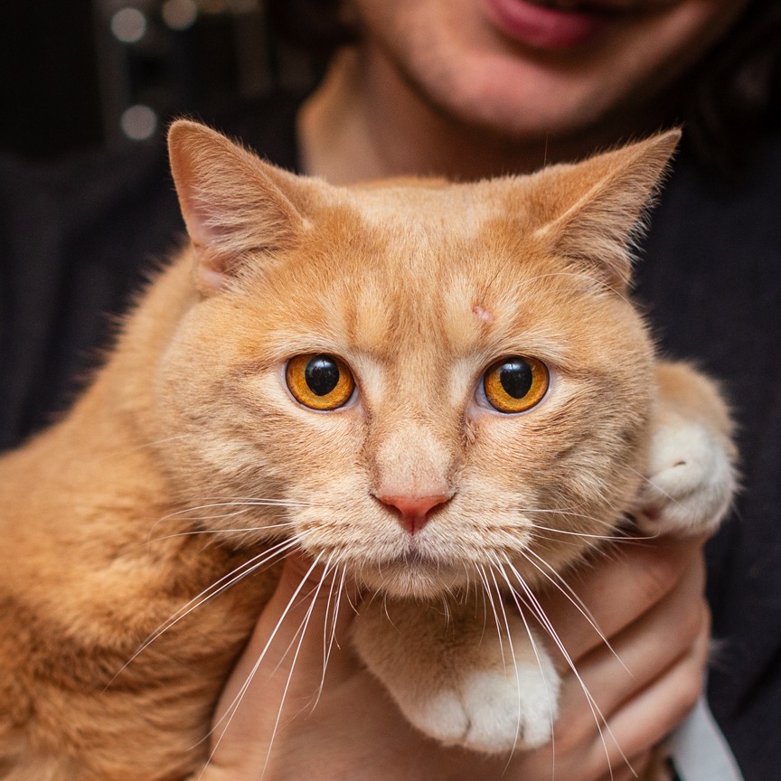 Shelter Stray Male Cat last seen , Hattiesburg, MS 39401
