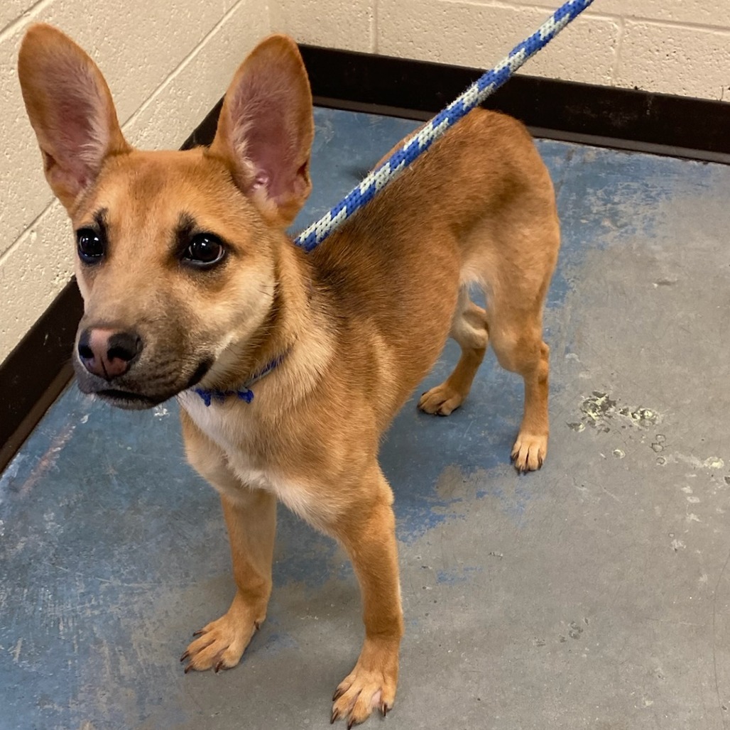 Shelter Stray Female Dog last seen , Memphis, TN 38133