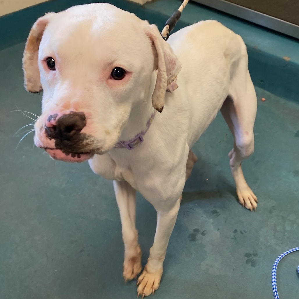 Shelter Stray Female Dog last seen , Memphis, TN 38133