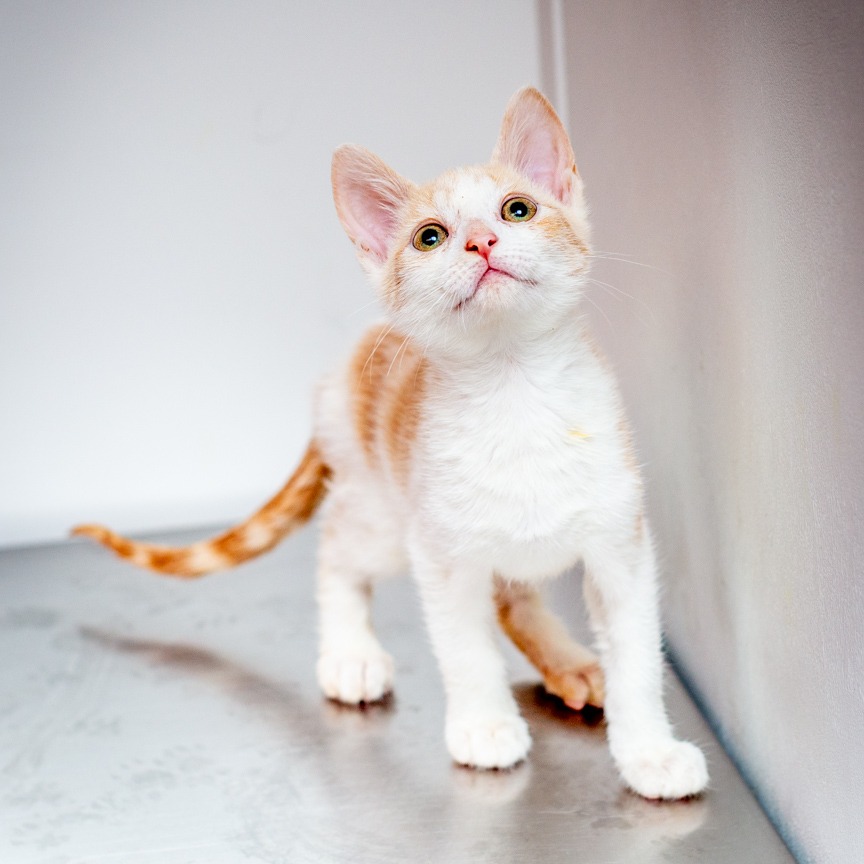 Shelter Stray Male Cat last seen , Hattiesburg, MS 39401