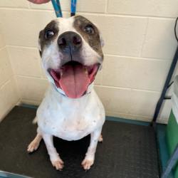 Shelter Stray Female Dog last seen , Memphis, TN 38133