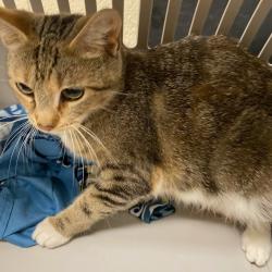 Shelter Stray Female Cat last seen , Memphis, TN 38133