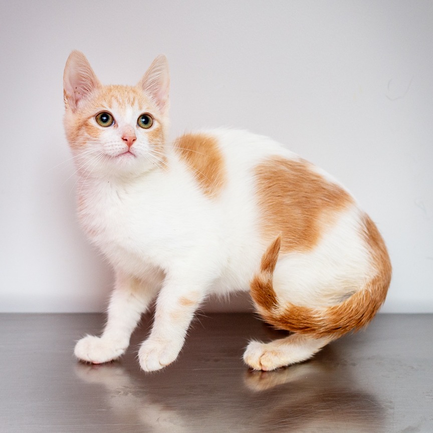 Shelter Stray Female Cat last seen , Hattiesburg, MS 39401
