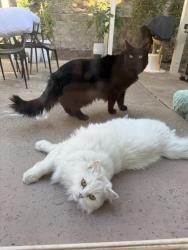 Reunited Female Cat last seen Park Drive/ Hillcrest/Crest Drive, Rocklin, CA 95765