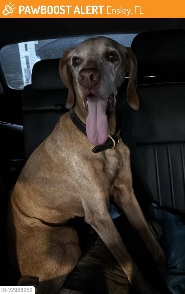 Found/Stray Female Dog last seen Highway 29 and 9 1/2 Mile Rd, Ensley, FL 32534