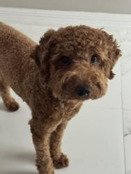 Reunited Male Dog last seen Cape Coral , Cape Coral, FL 33993