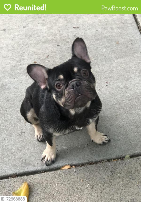 Reunited Male Dog last seen 57th and SF Blvd, Sacramento, CA 95820