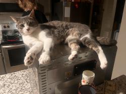 Lost Female Cat last seen Rime Village Dr, Huntsville, AL 35806