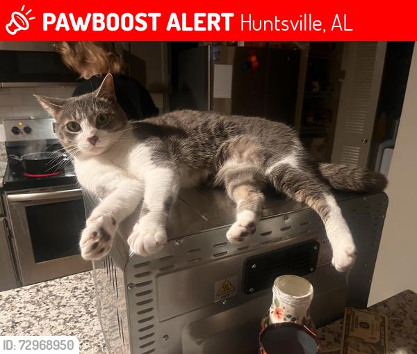 Lost Female Cat last seen Rime Village Dr, Huntsville, AL 35806