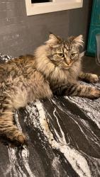 Reunited Male Cat last seen Wildwood SW, Calgary, AB T3C 3K4