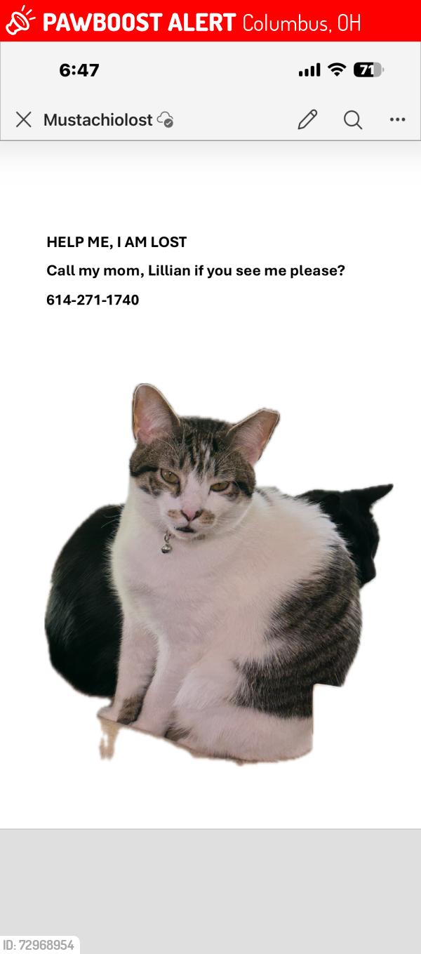 Lost Male Cat last seen E. Livingston, Columbus, OH 43232