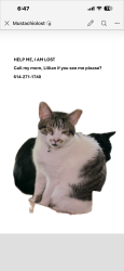 Lost Male Cat last seen E. Livingston, Columbus, OH 43232