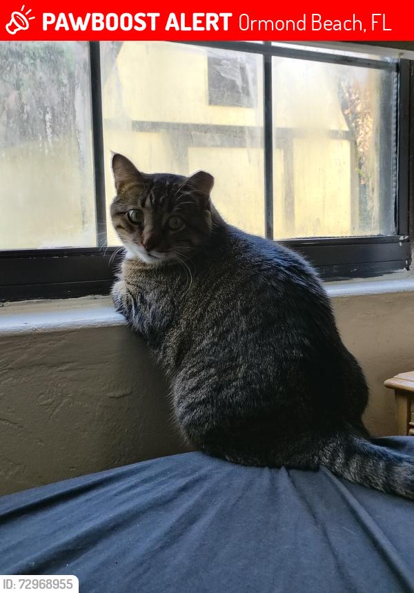 Lost Female Cat last seen Econo lodge McDonald's 95 and us1, Ormond Beach, FL 32174