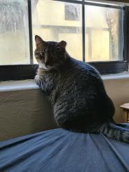 Lost Female Cat last seen Econo lodge McDonald's 95 and us1, Ormond Beach, FL 32174