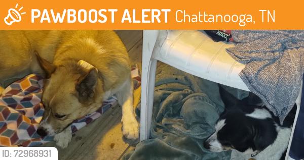 Found/Stray Unknown Dog last seen Near Holiday Hills circle , Chattanooga, TN 37416