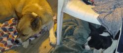 Found/Stray Unknown Dog last seen Near Holiday Hills circle , Chattanooga, TN 37416