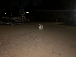 Found/Stray Male Dog last seen By the in n out, Moreno Valley, CA 92557