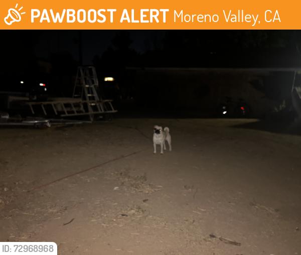 Found/Stray Male Dog last seen By the in n out, Moreno Valley, CA 92557