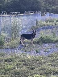 Found/Stray Male Dog last seen beside All Wood Cabinets business, Kingsport, TN 37660