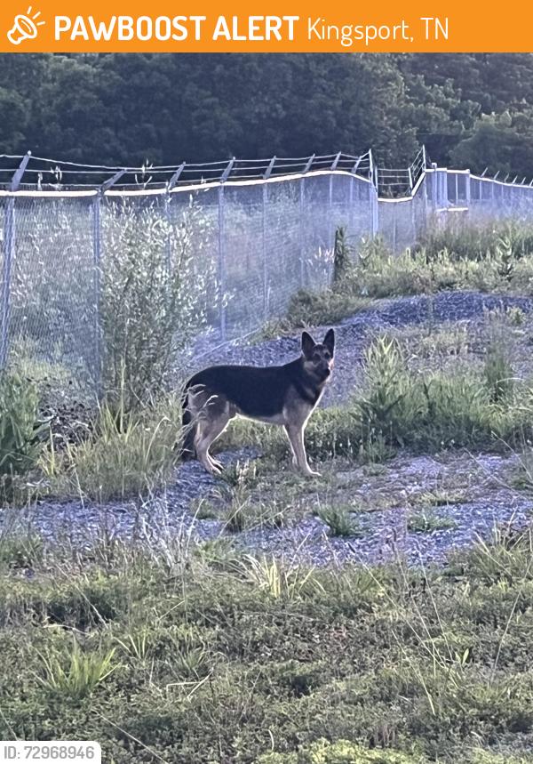 Found/Stray Male Dog last seen beside All Wood Cabinets business, Kingsport, TN 37660