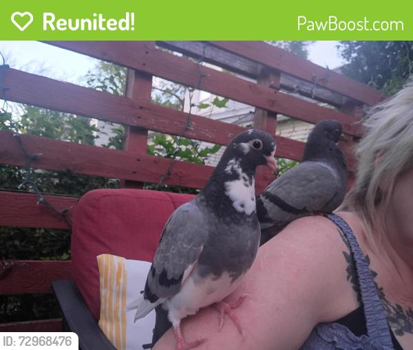 Reunited Unknown Bird last seen Guilderland ave cvs, Rotterdam, NY 12306