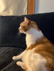 Lost Male Cat last seen Grand Ave and 58th Avenue, Maspeth, Queens, NY 11378