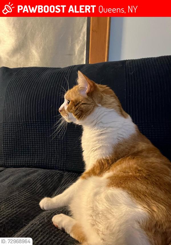 Lost Male Cat last seen Grand Ave and 58th Avenue, Maspeth, Queens, NY 11378