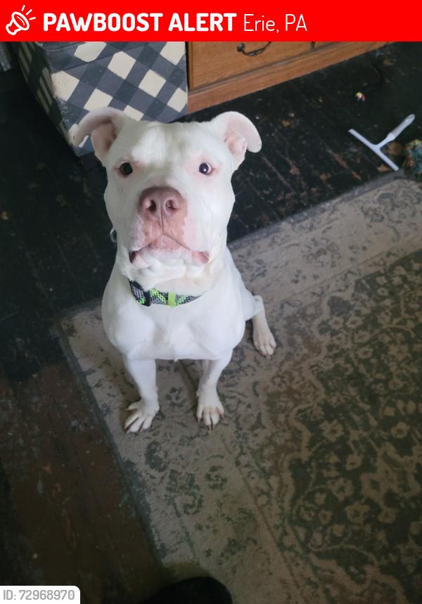 Lost Male Dog last seen Wallace, Erie, PA 16503