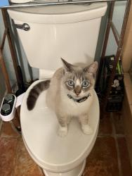 Lost Female Cat last seen Santa Ana Ave and University , Costa Mesa, CA 92627