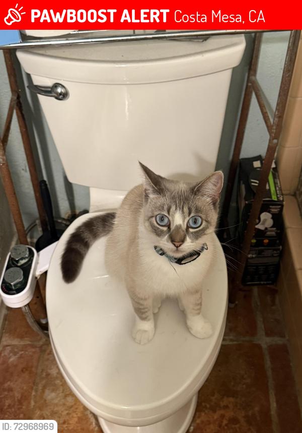 Lost Female Cat last seen Santa Ana Ave and University , Costa Mesa, CA 92627