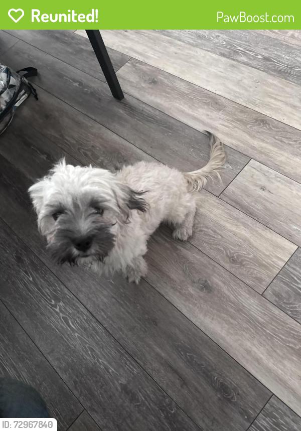 Reunited Male Dog last seen Winter springs , Winter Springs, FL 32708