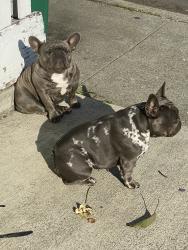 Lost Female Dog last seen Fordham drive, San Pablo, CA 94806