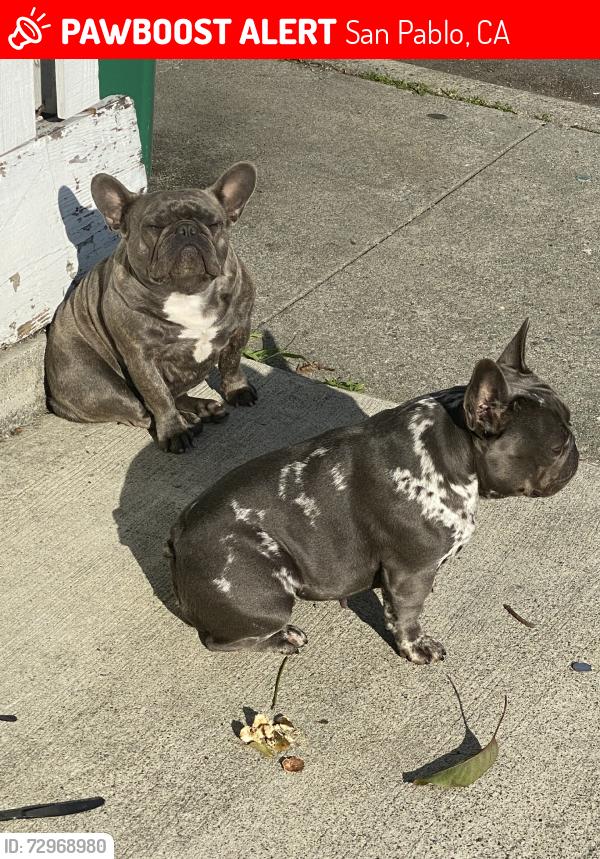 Lost Female Dog last seen Fordham drive, San Pablo, CA 94806