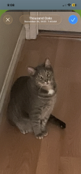 Reunited Male Cat last seen Starbucks and Vons , Thousand Oaks, CA 91362