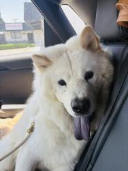 Found/Stray Male Dog last seen North Hollywood Target, Burbank, CA 91502