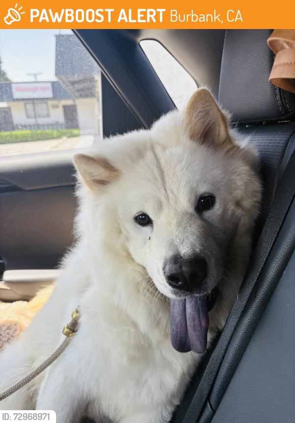 Found/Stray Male Dog last seen North Hollywood Target, Burbank, CA 91502