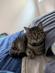 Lost Female Cat last seen Summerland Drive and E 23rd St, Signal Hill, CA 90755