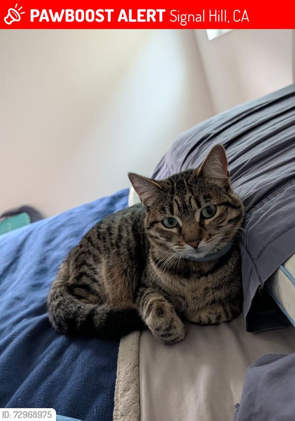 Lost Female Cat last seen Summerland Drive and E 23rd St, Signal Hill, CA 90755