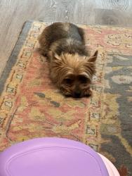 Lost Male Dog last seen Berry hill and Spencer field by the neighborhood Walmart , Milton, FL 32571